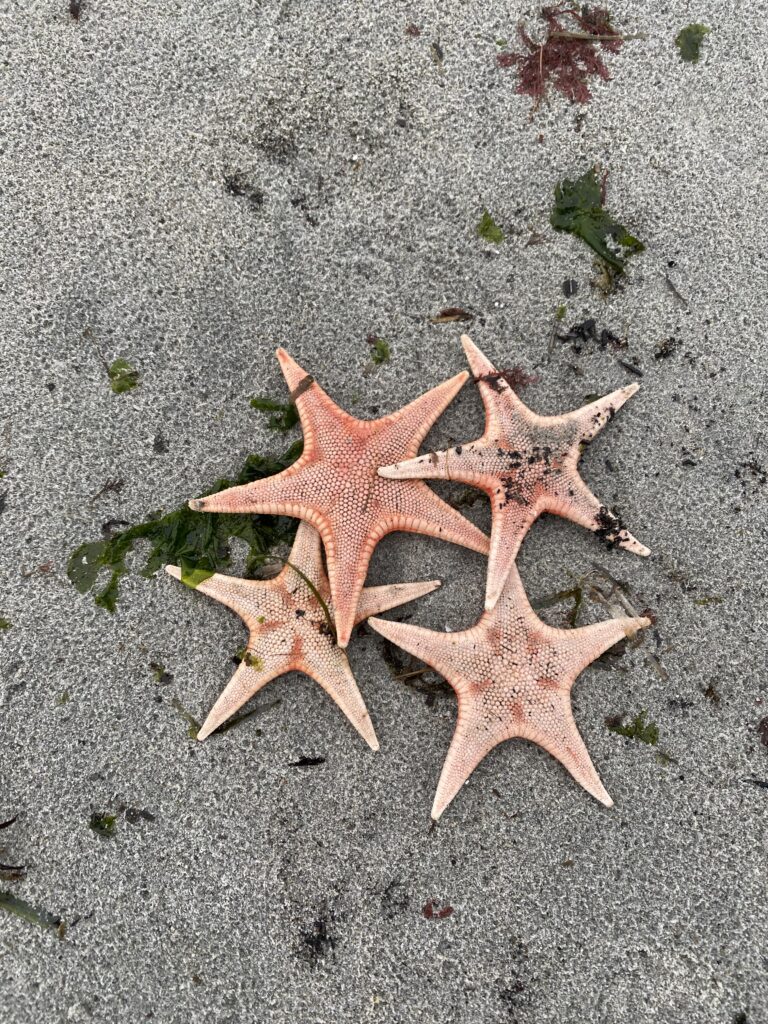 Sea stars on the beach